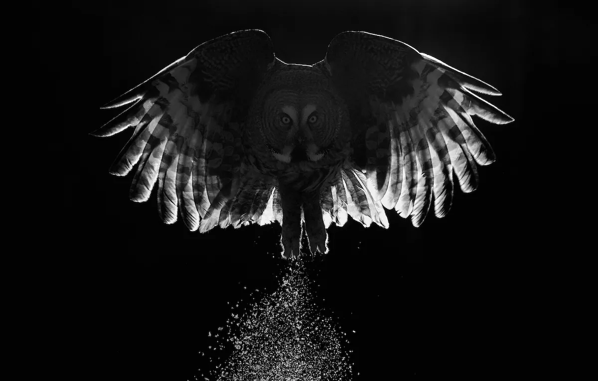 Part of Best Portfolio Category Winner: Creative study of great grey owl. © Markus Varesvuo.