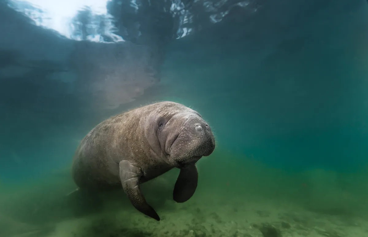 Florida manatees head inland to Florida’s warm springs during the winter months.
