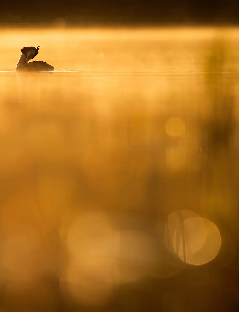 Young Bird Photographer of the Year Overall Winner: Crested Grebe Morning. © Johan Carlberg/Bird Photographer of the Year.