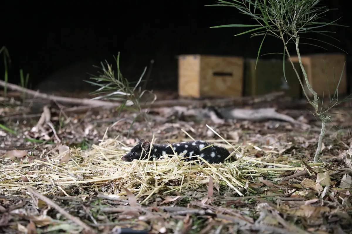 Eastern quoll being released to the wild. © Aussie Ark