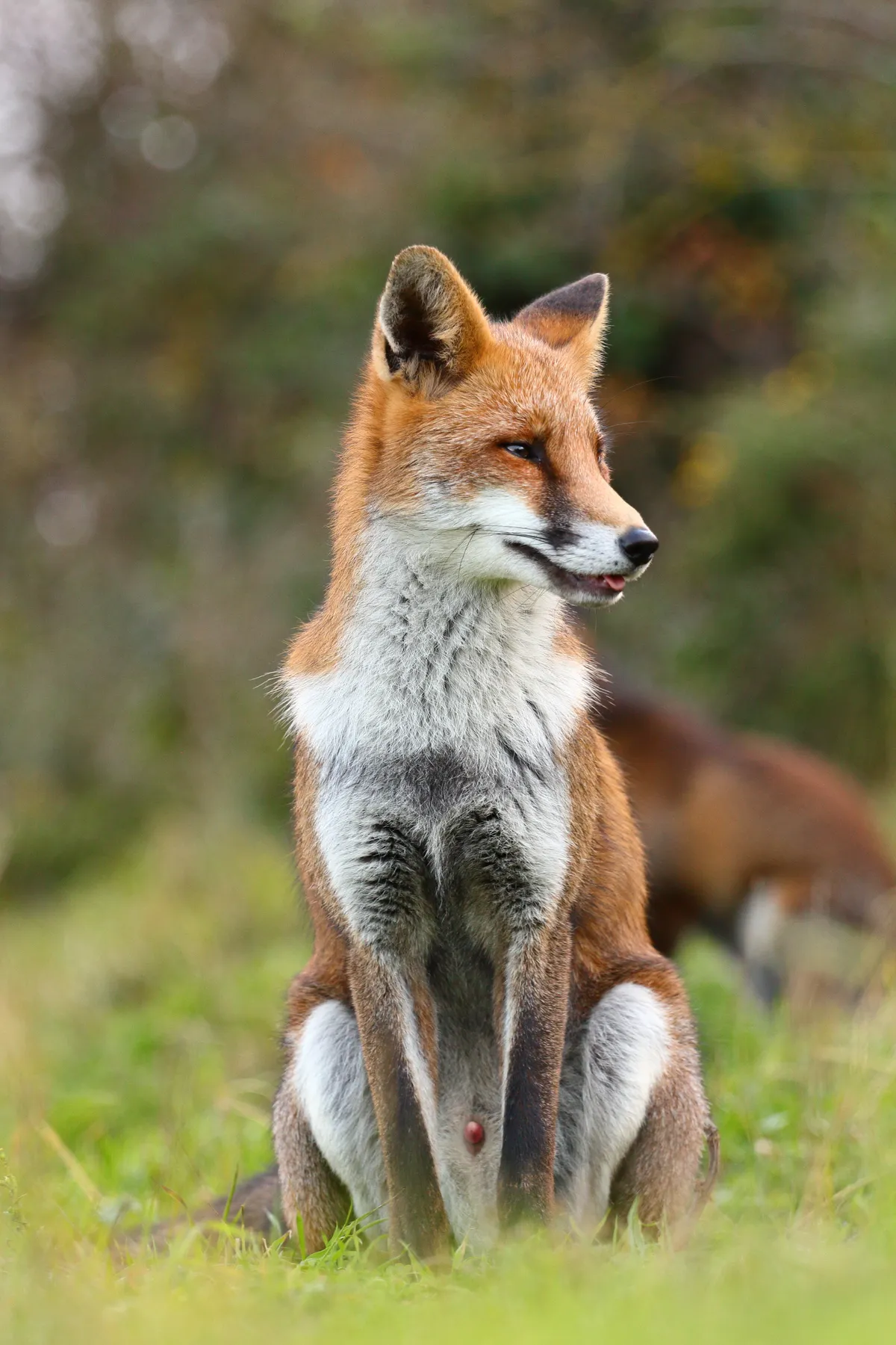 This is a local vixen I came to know as Rosie, she was very relaxed with me taking her portrait and was always a humbling experience. © Samuel Horne