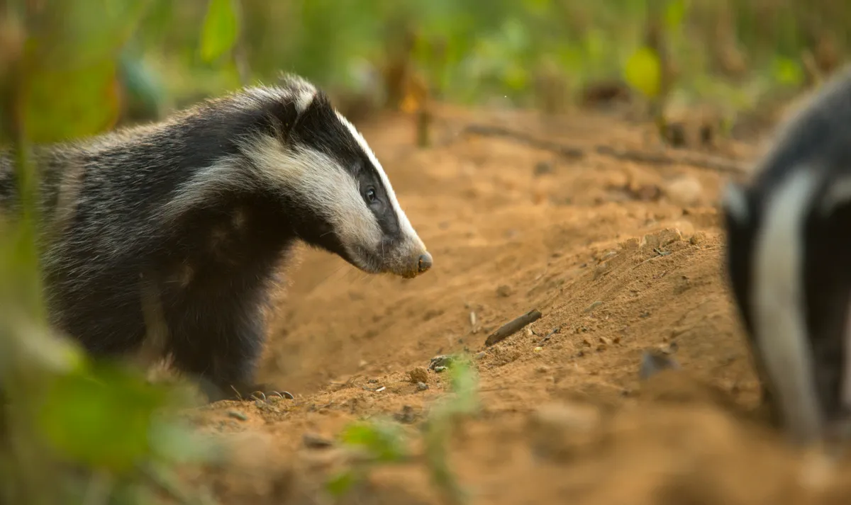 “Throughout the spring and early summer of 2018, I spent my evenings photographing a local badger sett. Over the weeks I began to work out their behaviour and, working with the evening light, was subsequently able to capture close up images of the young cubs. This was the view one evening as I sat a mere couple of metres away from two of the cubs as they emerged to start foraging.