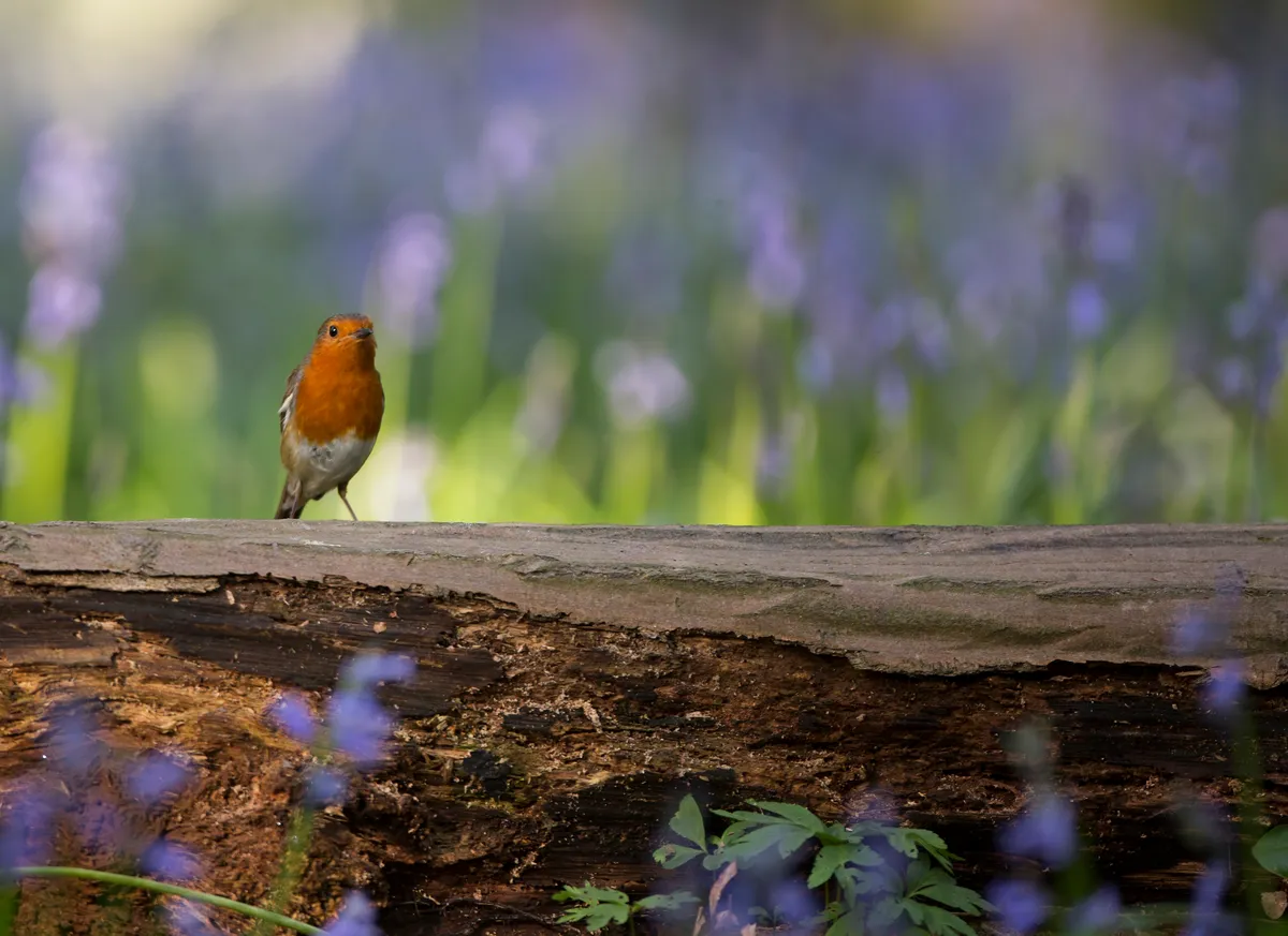 I’ve always admired the bluebells in a local wood a short drive from my house, but last spring I decided to try and get some shots of birds perched with the flowers in the background and foreground – only one bird cooperated with my efforts, but I was more than happy with this robin! © Matt Livesey