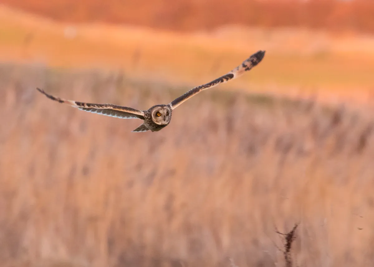 During late evening, this short-eared owl was making its final hunting trip of the day; patrolling the coastal plains looking for her next meal. © Alex Permain