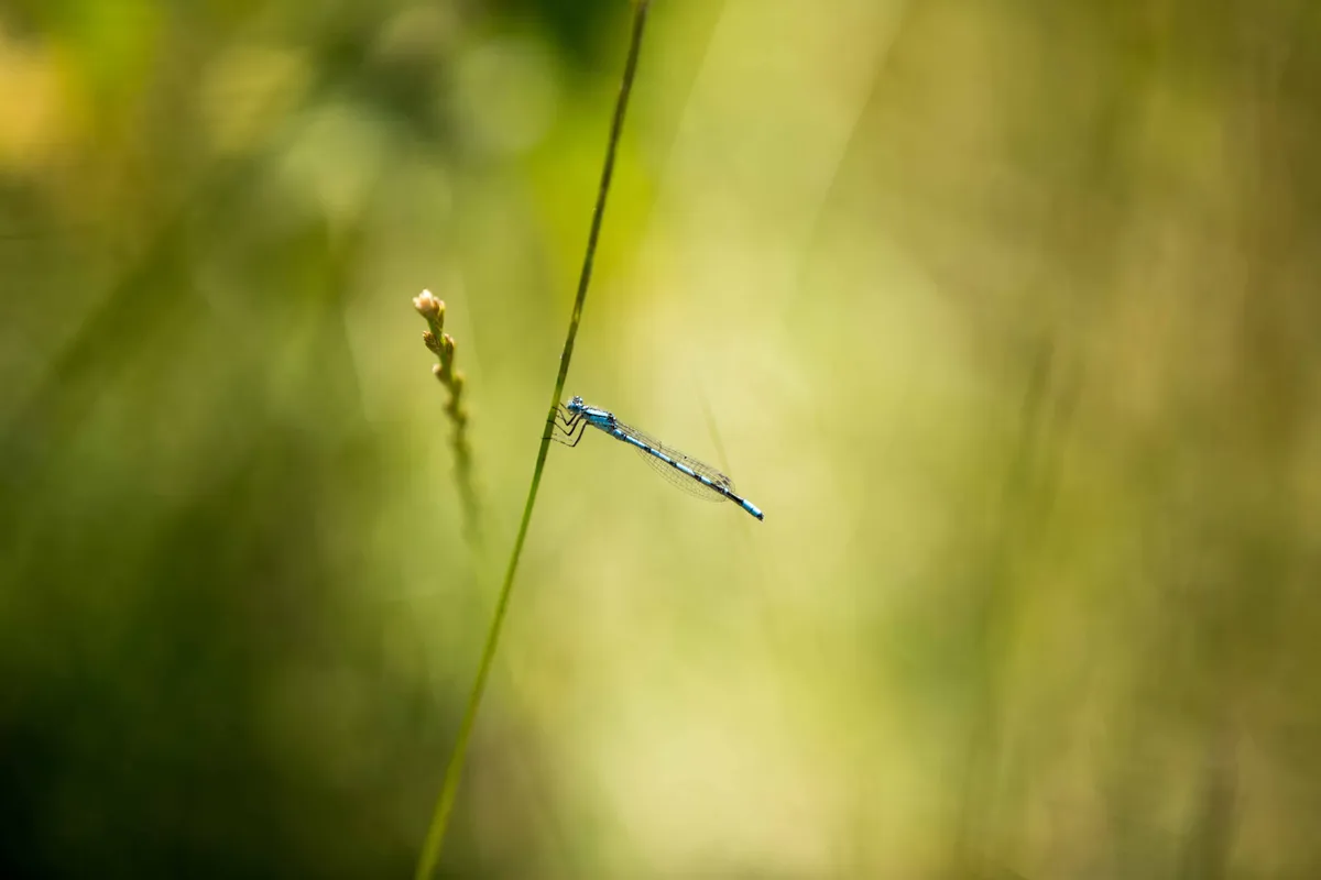 I was out walking on a warm spring day at a nearby lake when I came across this damselfly perched on a tall blade of grass sticking out over the path. Luckily it was far out enough from the background to be able to isolate it alongside a tip of another blade of grass. © Yusuf Akhtar