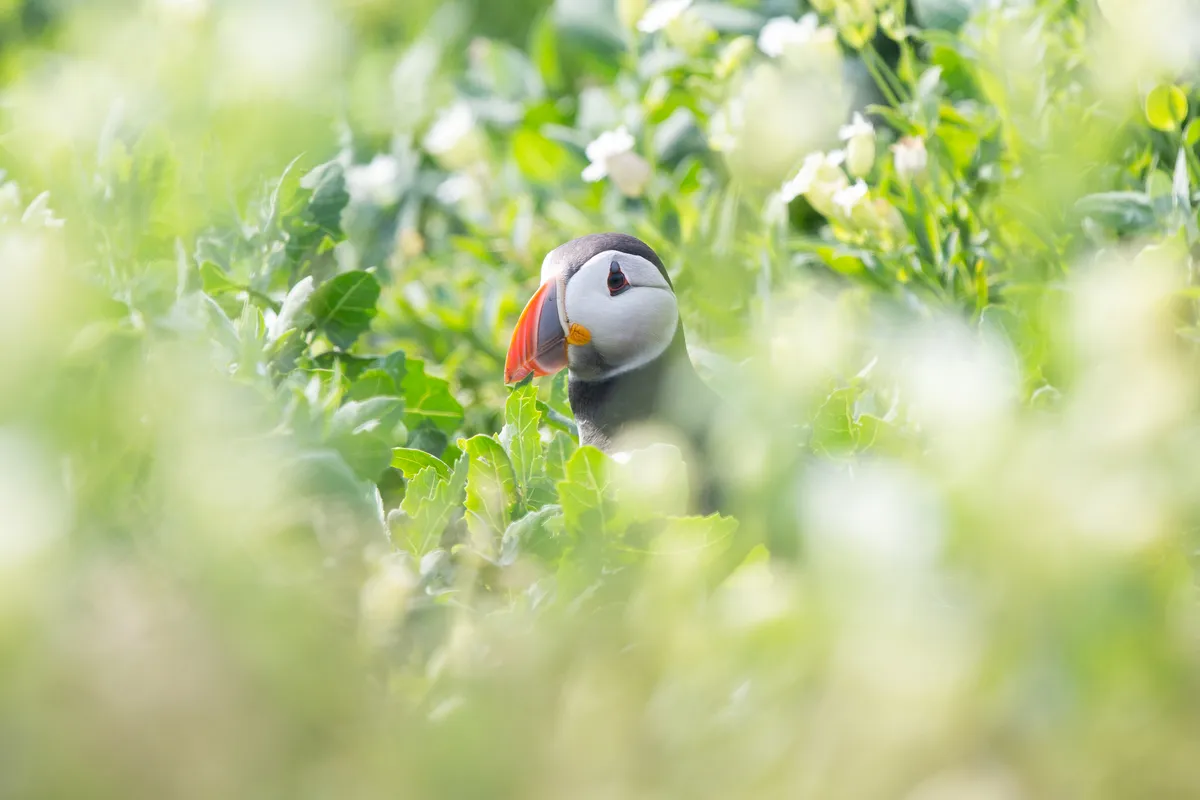 When the puffins land onto breeding islands in April, they’re often a little nervous as they return and check their burrows. This puffin was walking in and out of burrows for almost 10 minutes- maybe he had forgotten which was his! © Danielle Connor
