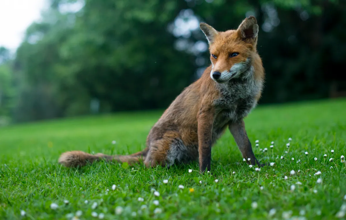 Spring and early summer sees the emergence of foxes from their dens as their young gain confidence. Bristol is home to a large population of urban foxes and the lighter evenings allow for some great photographic opportunities - this was my view of a young adult fox after spending an hour or two with it as it wandered around the local park at dusk. © Toby Pickard