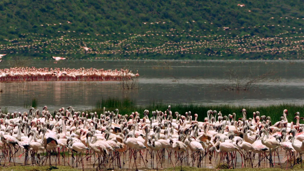 Lesser flamingos gather at Lake Bogoria, Kenya. © Neil Harvey/Dragonfly Film TV Ltd