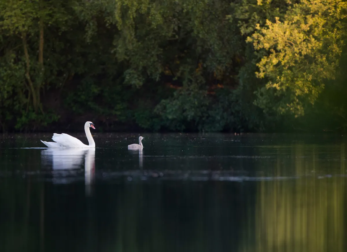 This photo was the product of dozens of visits to the same site, as I repeatedly tried to recreate the image in my mind of a mute swan with a gosling swimming past some spring vegetation! © Matt Livesey