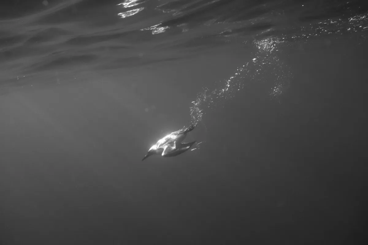 Whilst I was a volunteer on Lundy island, I spent my free time photographing and filming seabirds underwater, to show how superbly adapted they are to diving to catch. It was an absolutely mind-boggling experience to be surrounded by guillemots diving underwater in the epic sunset light! © Joshua Harris