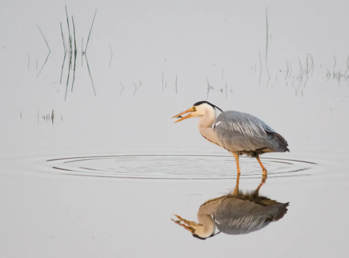 With lots of time off after my finals in Exeter I spent a lot of time in the Topsham bird hide, my efforts paid off on a still evening (perfect for reflections) when this heron was fishing close by!” © Olly Johnson