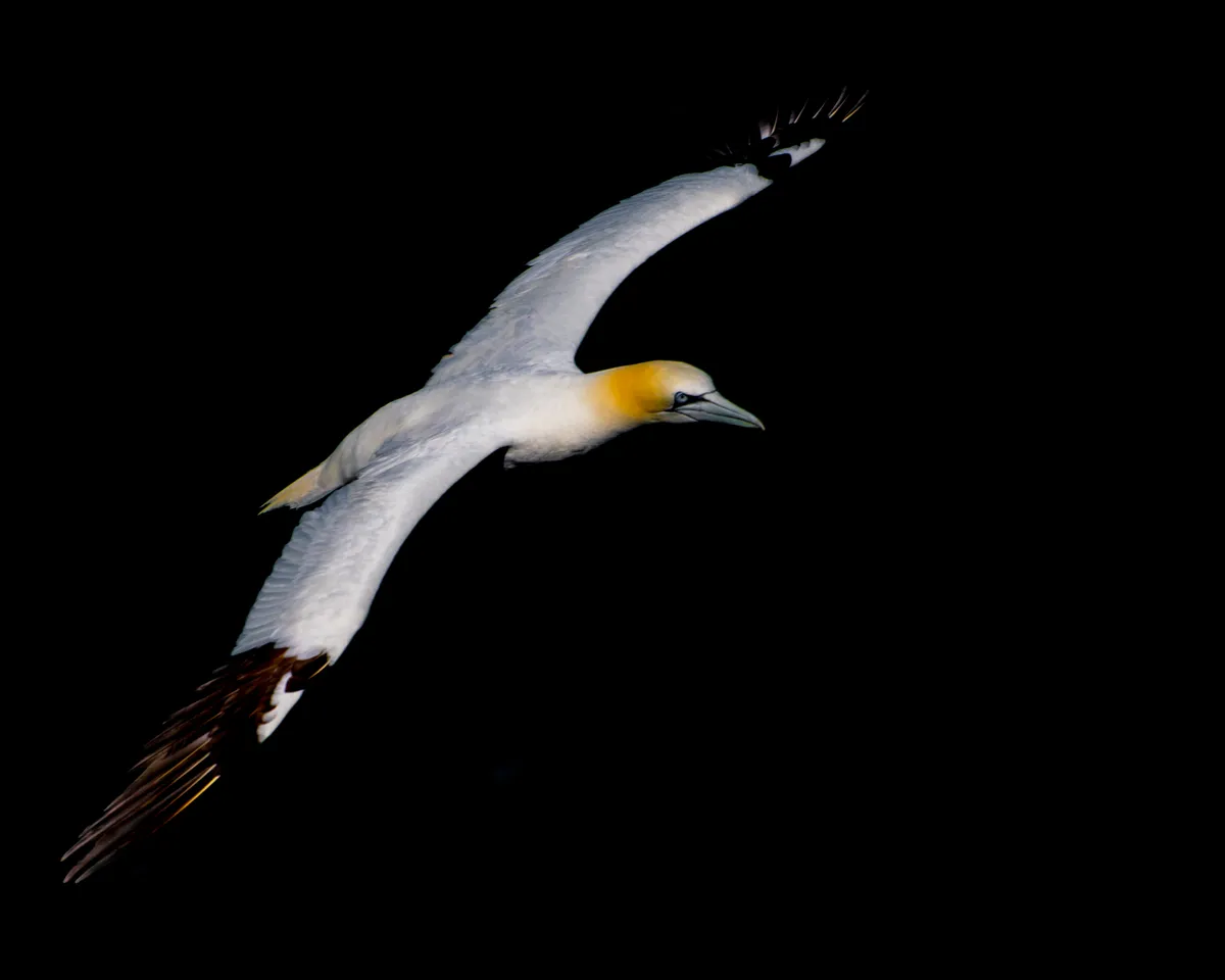 Gannet in flight’- photographed at RSPB Bempton Cliffs, thousands of Gannets can be seen soaring through the air following their fishing trips. © Alex Permain