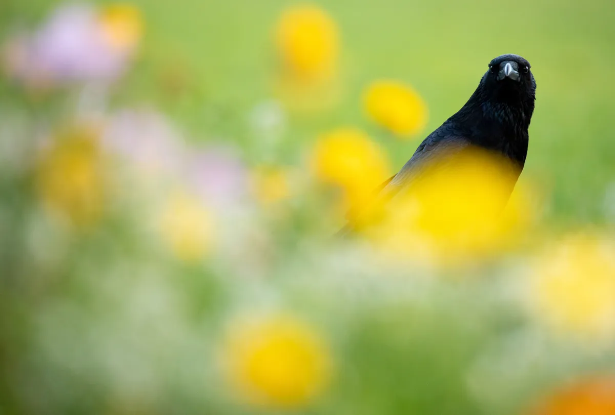 I found this Carrion Crow foraging among a flowerbed. I used the colours of the flowers to contrast with the monotone black of the crow. © Gideon Knight
