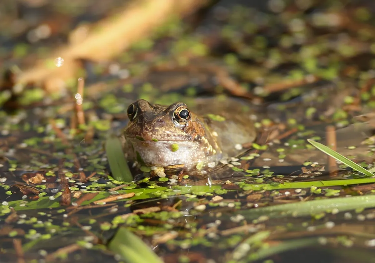 Common frog. © Londonderry Desmond Loughery