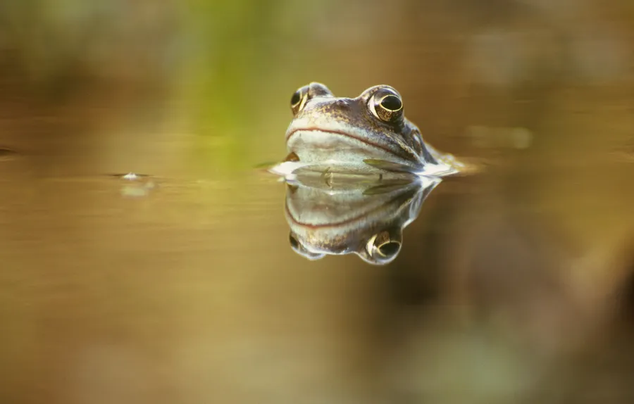 Frog Climate Changes Climate change responsible for the spread of a severe infectious ...
