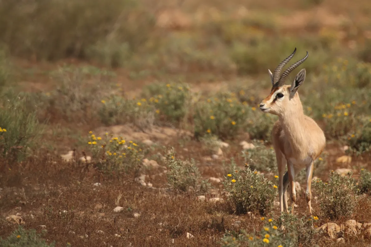 Dorcas gazelle. © Philip Precey/Wildlife Travel