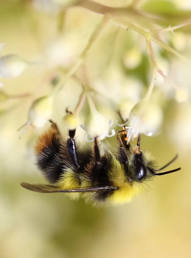 Male early bumblebee. © Patricia Dove
