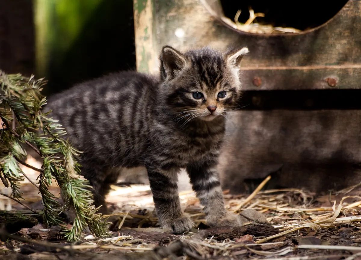 Scottish wildcat kitten in captivity. © Linda More/Getty