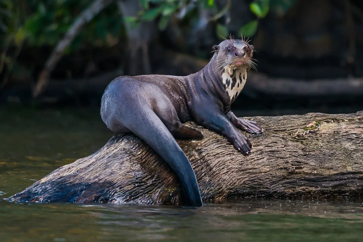Giant otter in the peruvian Amazonian jungle. © OSTILL/Getty