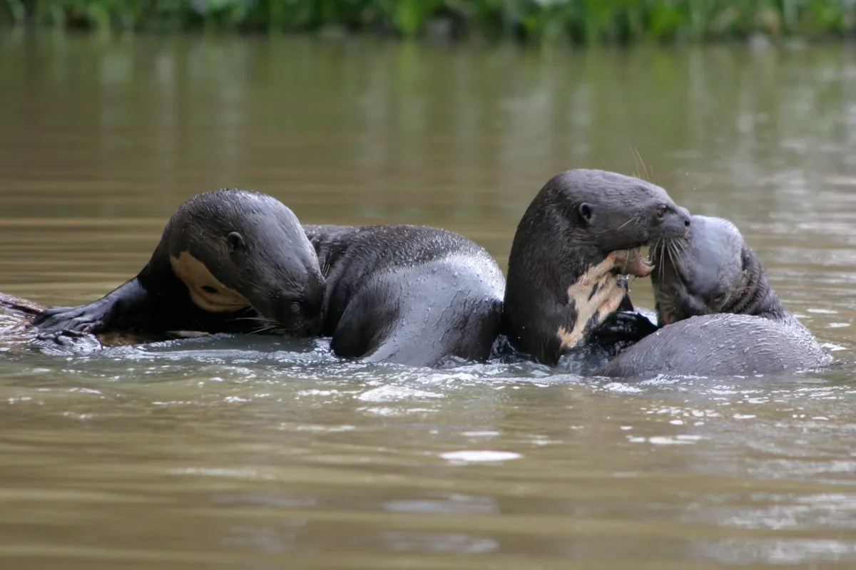 A family of giant otters in the Pantanal, Brazil. © Magic Bones/Getty