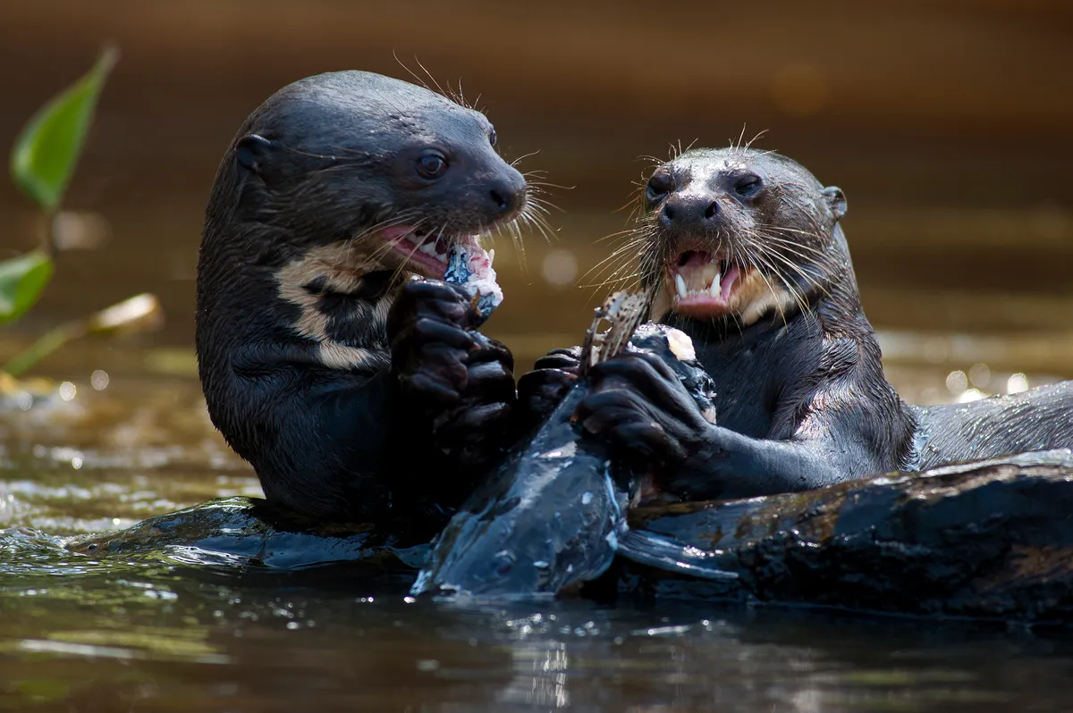 Giant otters eating a catfish in the Piquiri river, Brazil. © Fernando Quevedo/Getty