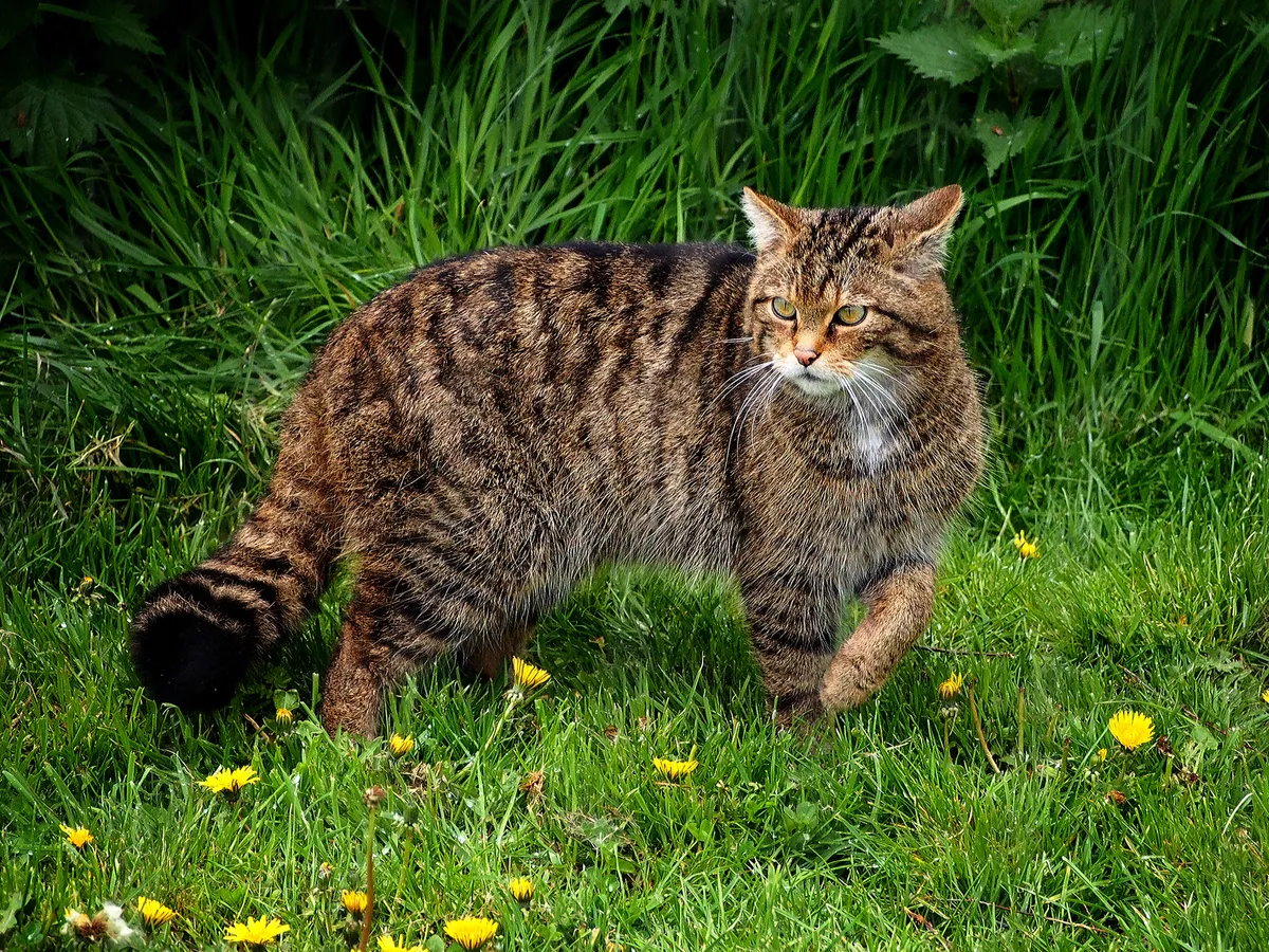 Scottish wildcat.