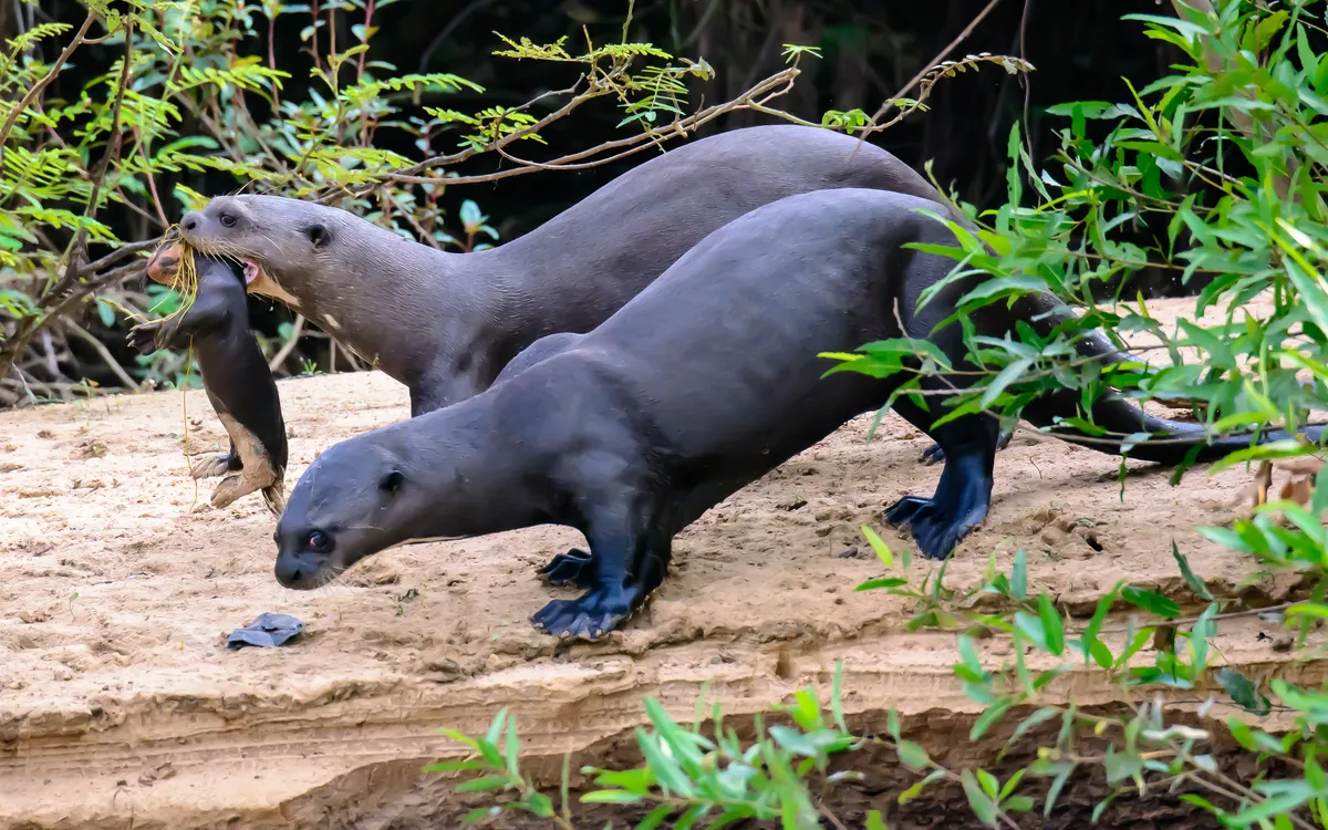 7 fascinating facts about giant otters - Discover Wildlife