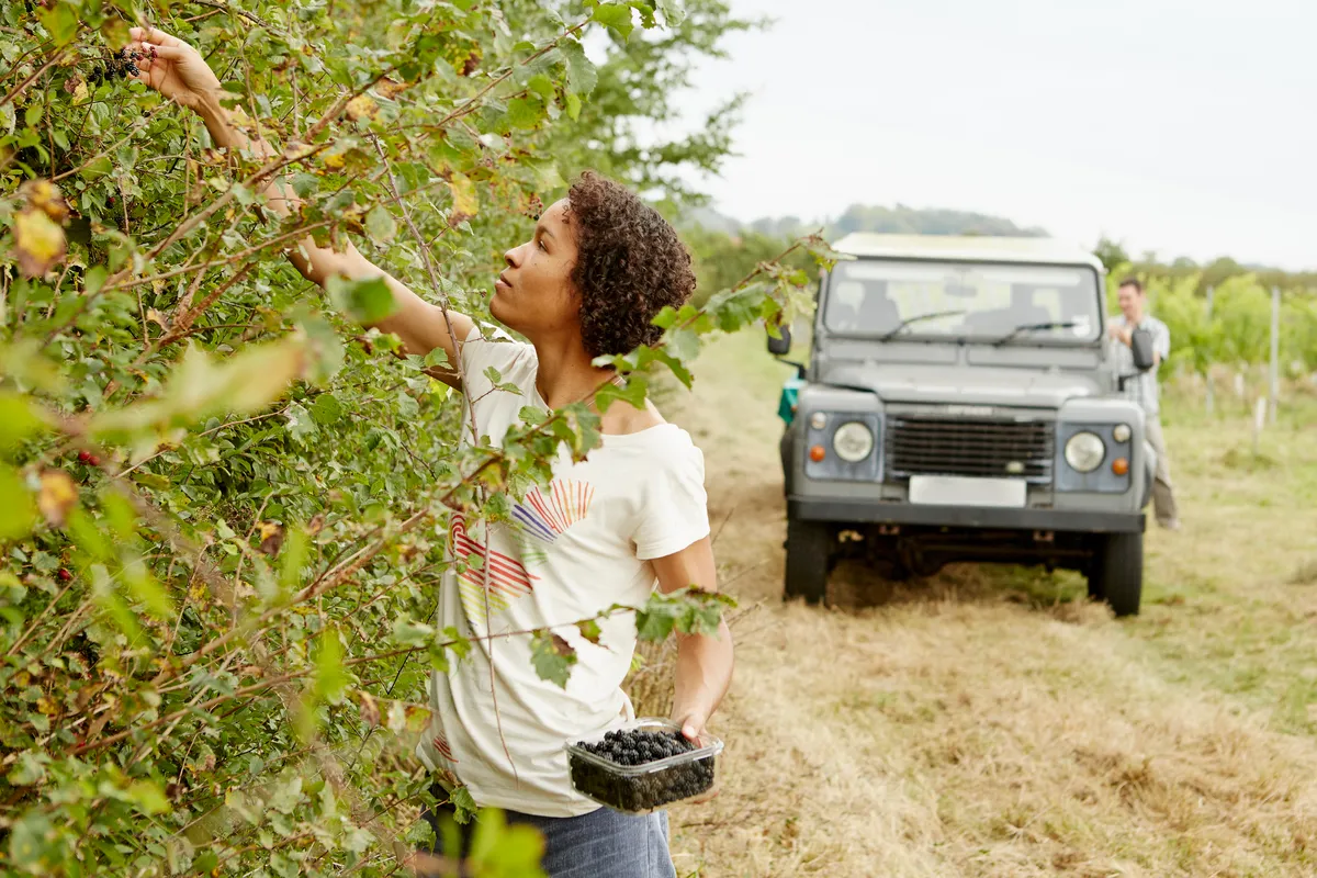 A woman picking blackberries from a hedge, holding a Tupperware full of fruits.