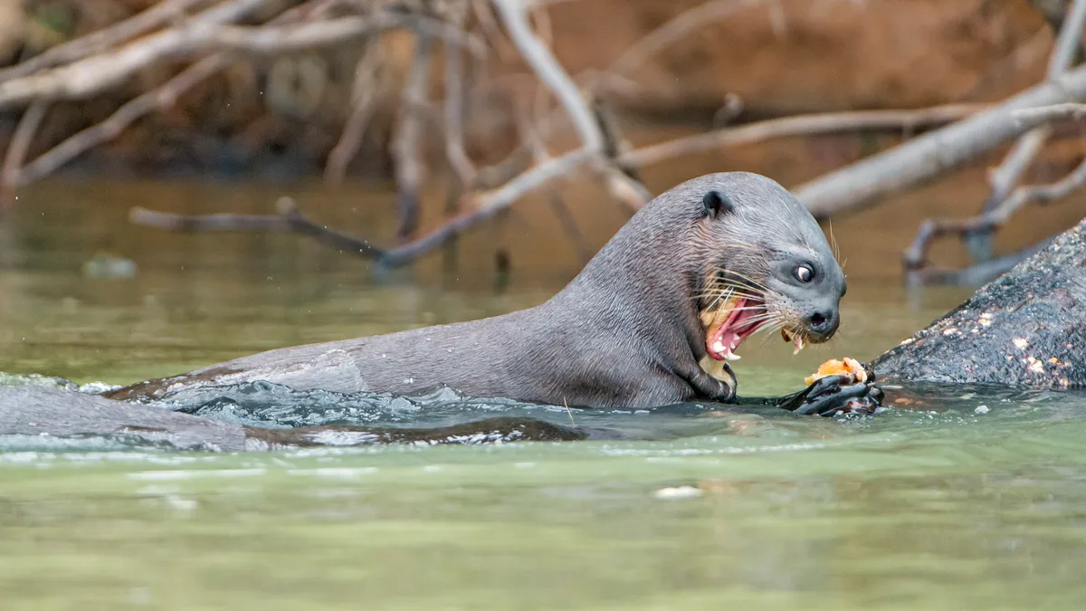 Giant otter with a fish. © Tambako/Getty