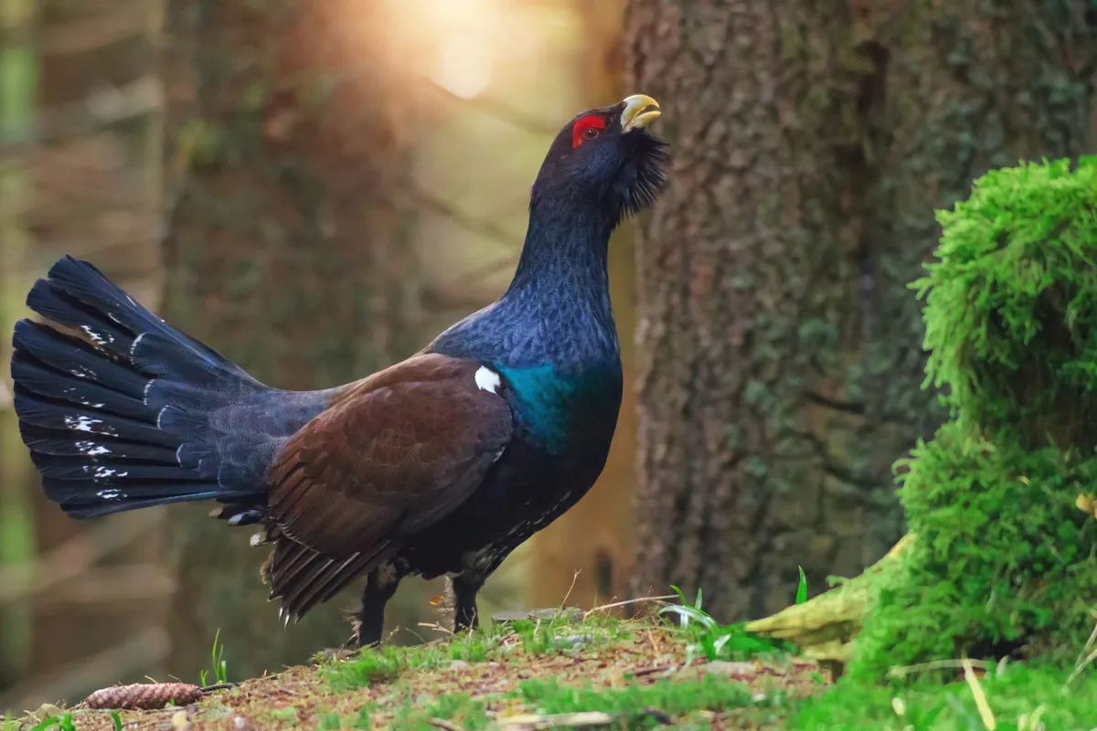 Male capercaillie displaying. © Saso Novoselic/Getty.