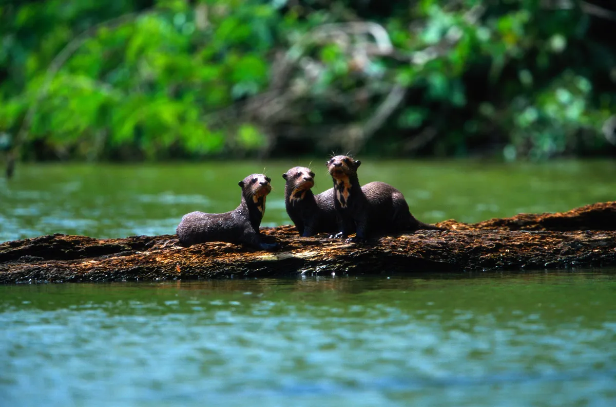 7 fascinating facts about giant otters - Discover Wildlife