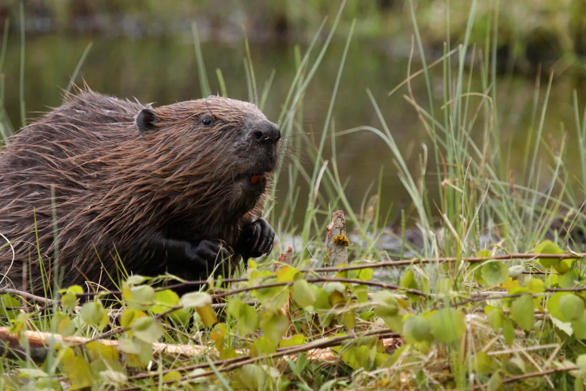 European beaver. © Alasdair Sargent/Getty