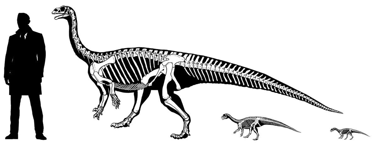Growth series of Mussaurus. © Dr Andrew Cuff