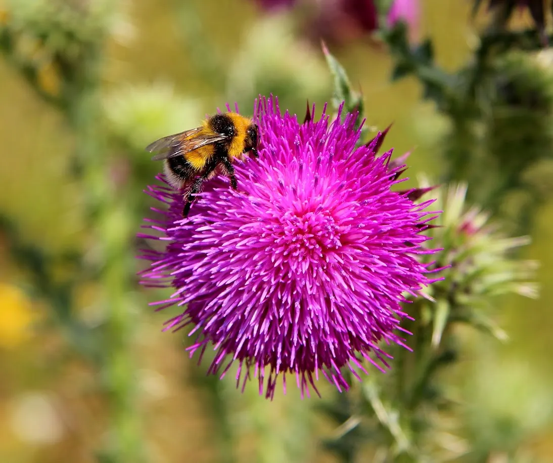 Heath bumblebee. © Roderick Dunn