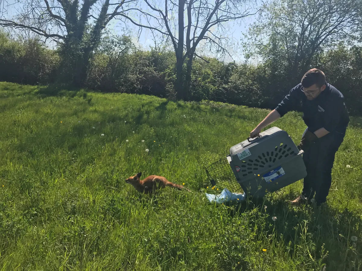 After its ordeal the rescued fox was happy to be freed into a near by field © RSPCA.