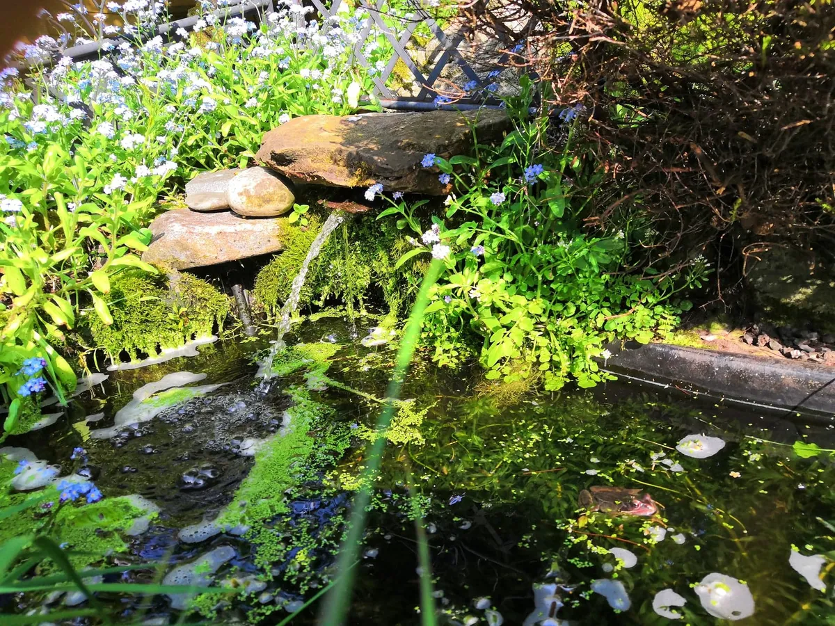 A wildlife pond with shade and vegetation for frogs. © ZSL