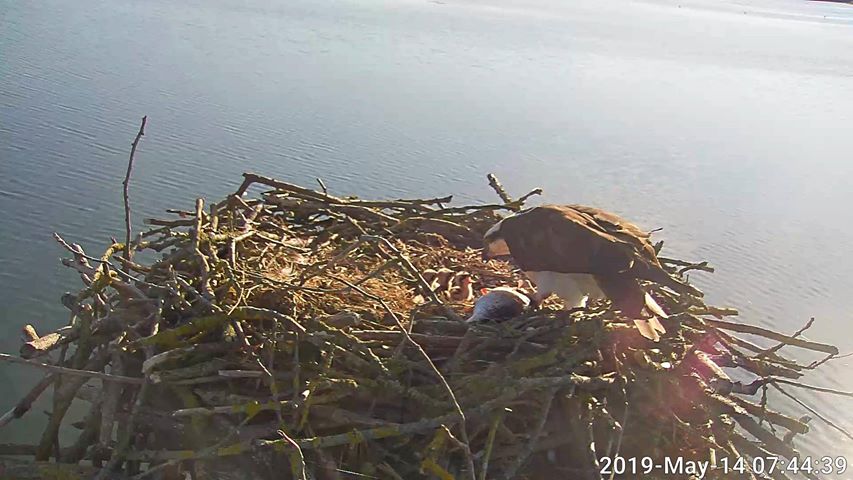 150th osprey chick hatches at Rutland Water Nature Reserve