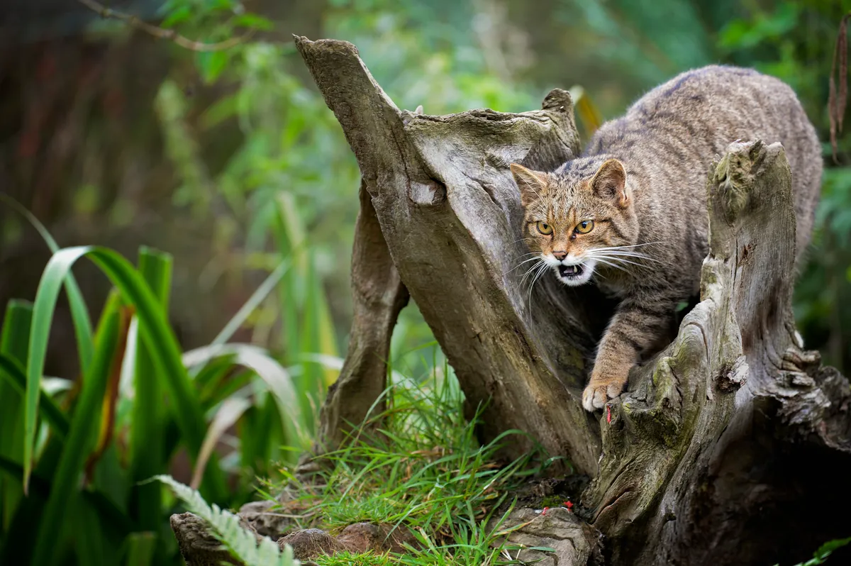 Scottish wildcat in captivity in Devon.