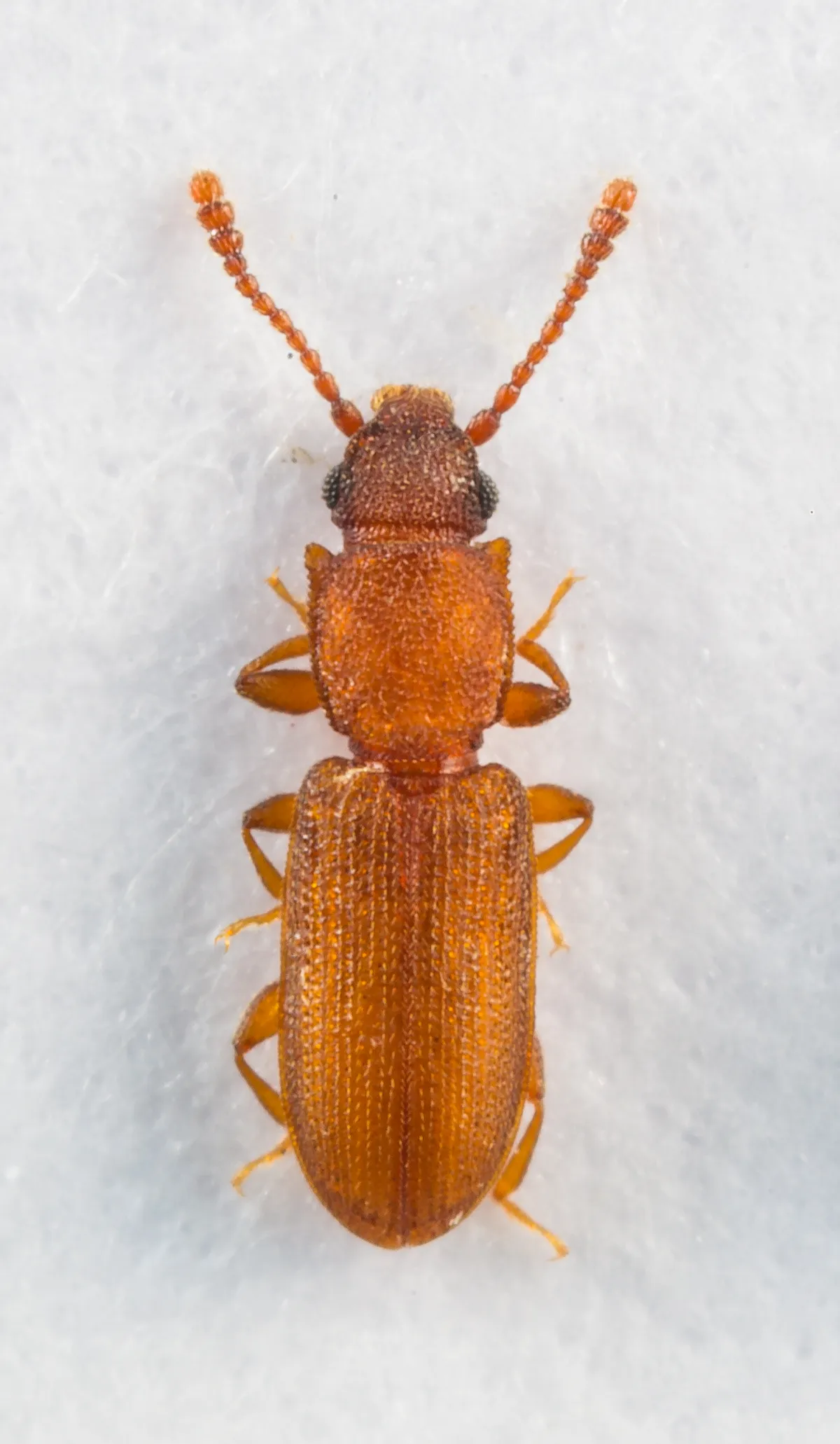 Silvanus recticollis, the newly discovered bark beetle at Wicken Fen. © Allan Drewitt