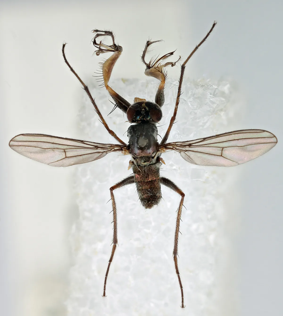 Campsicnemus magius (image taken by Dawn painter of an NHM specimen)