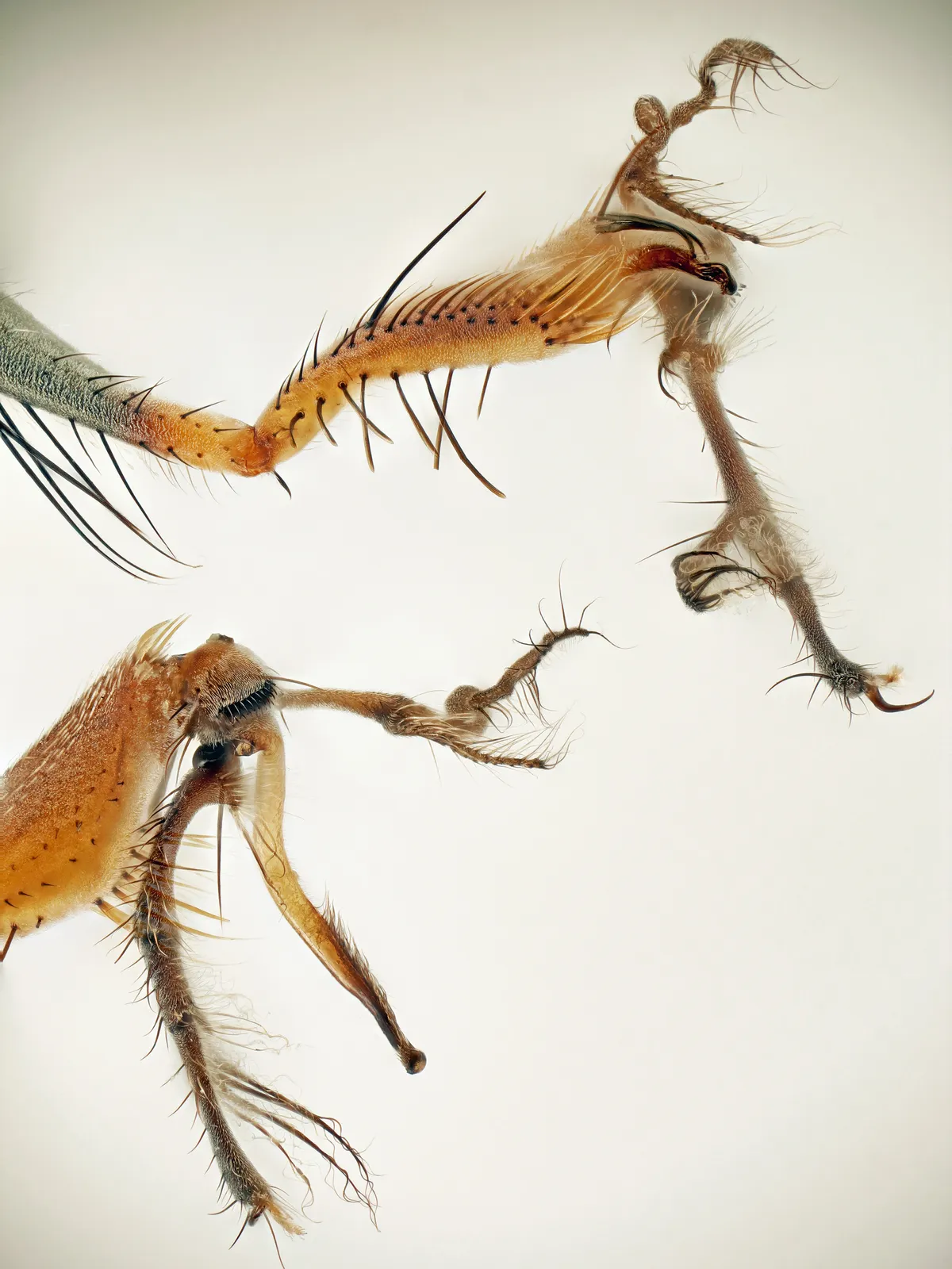 The front legs of a male Campsicnemus magius highlighting its ribbons and bristles (image taken by Dawn painter of an NHM specimen)