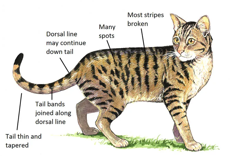 Features of a feral cat.
