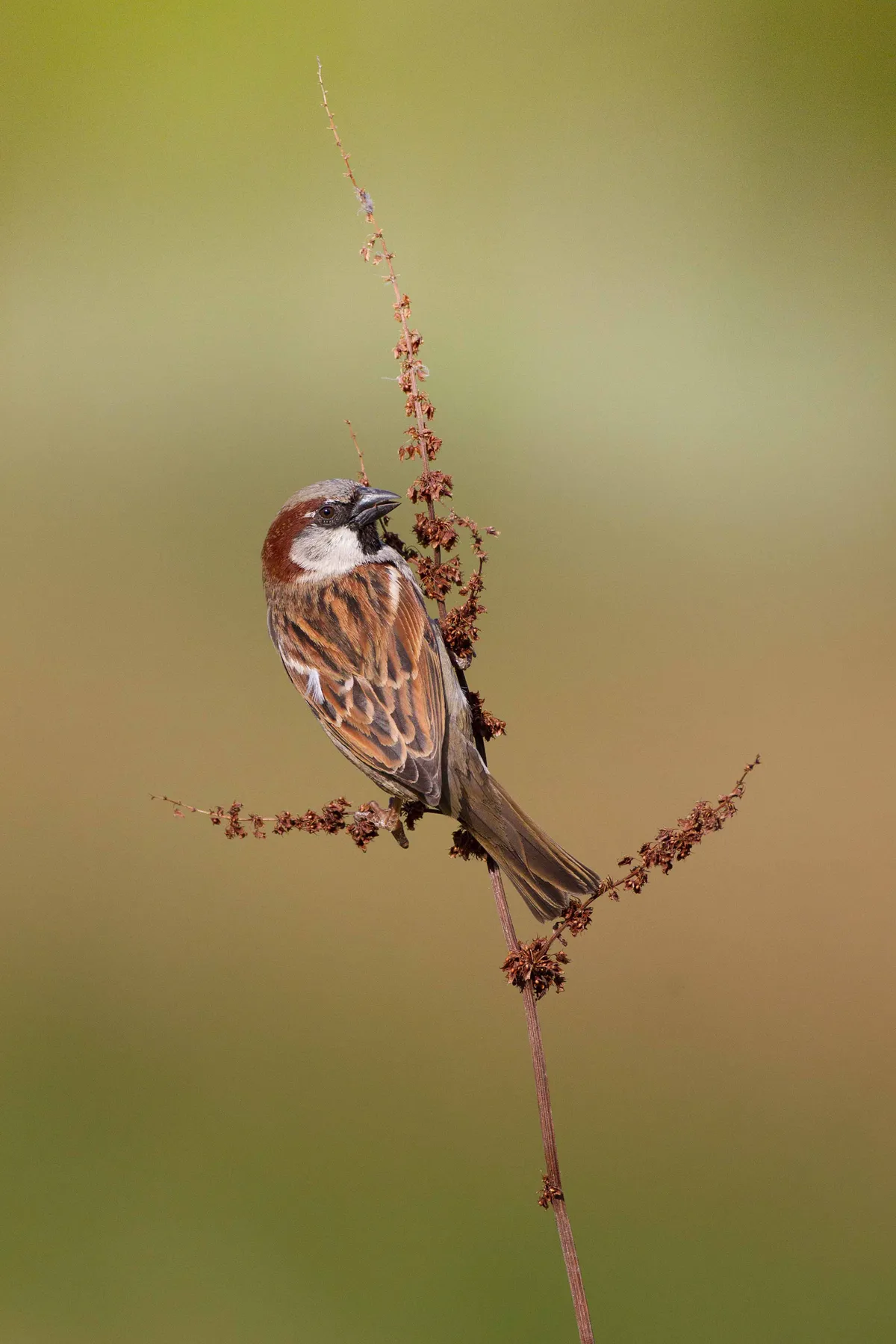 House sparrow. © Edmund Fellowes/BTO