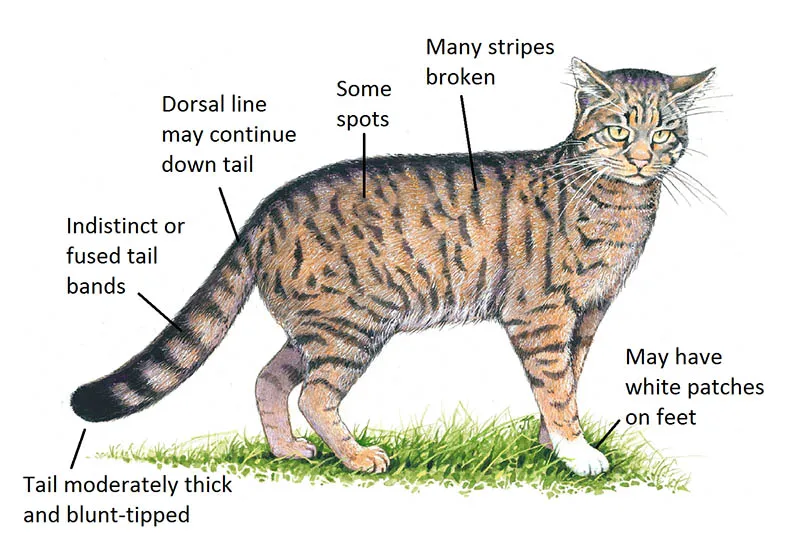 Features of a Scottish wildcat and feral cat hybrid.