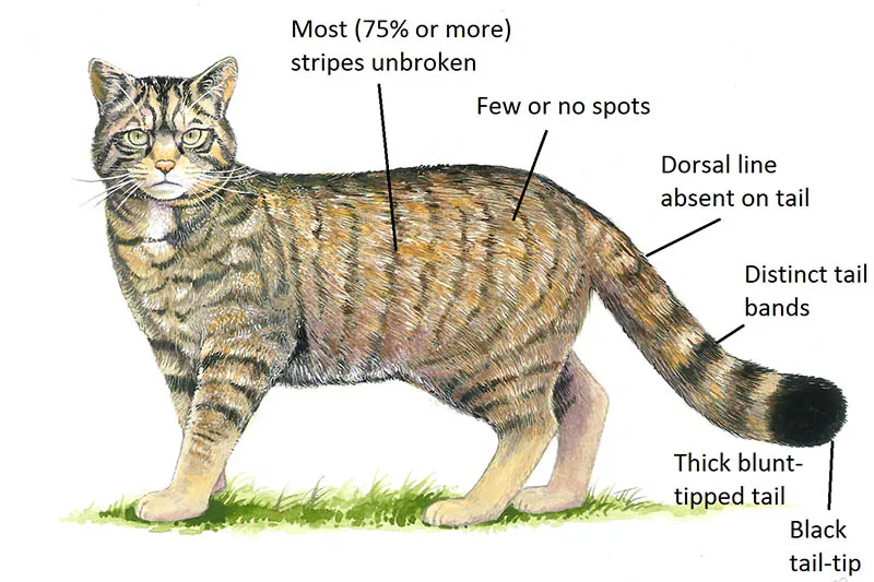 Features of a Scottish wildcat.