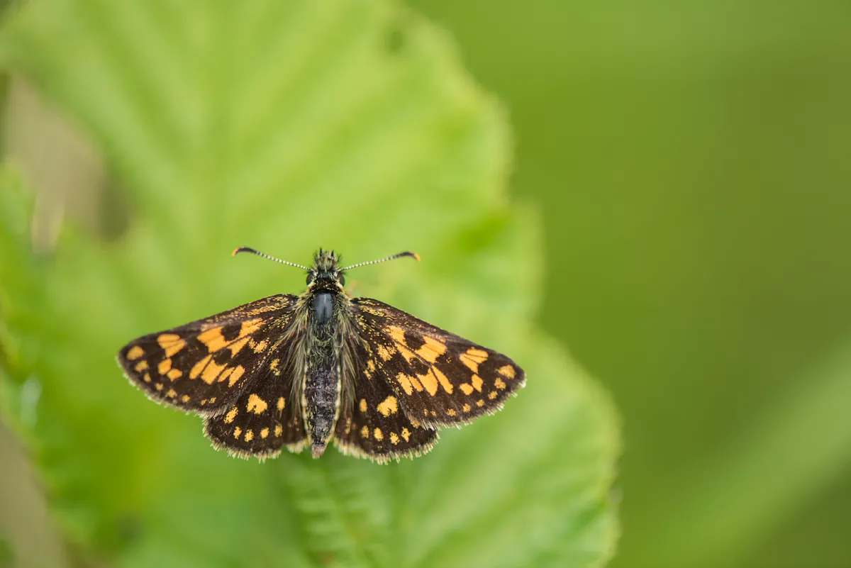 Chequered skipper butterfly. © Ben Andrew
