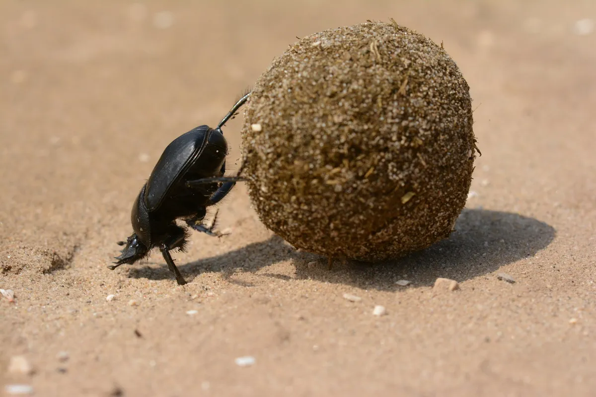 Dung beetle rolling a ball of dung.