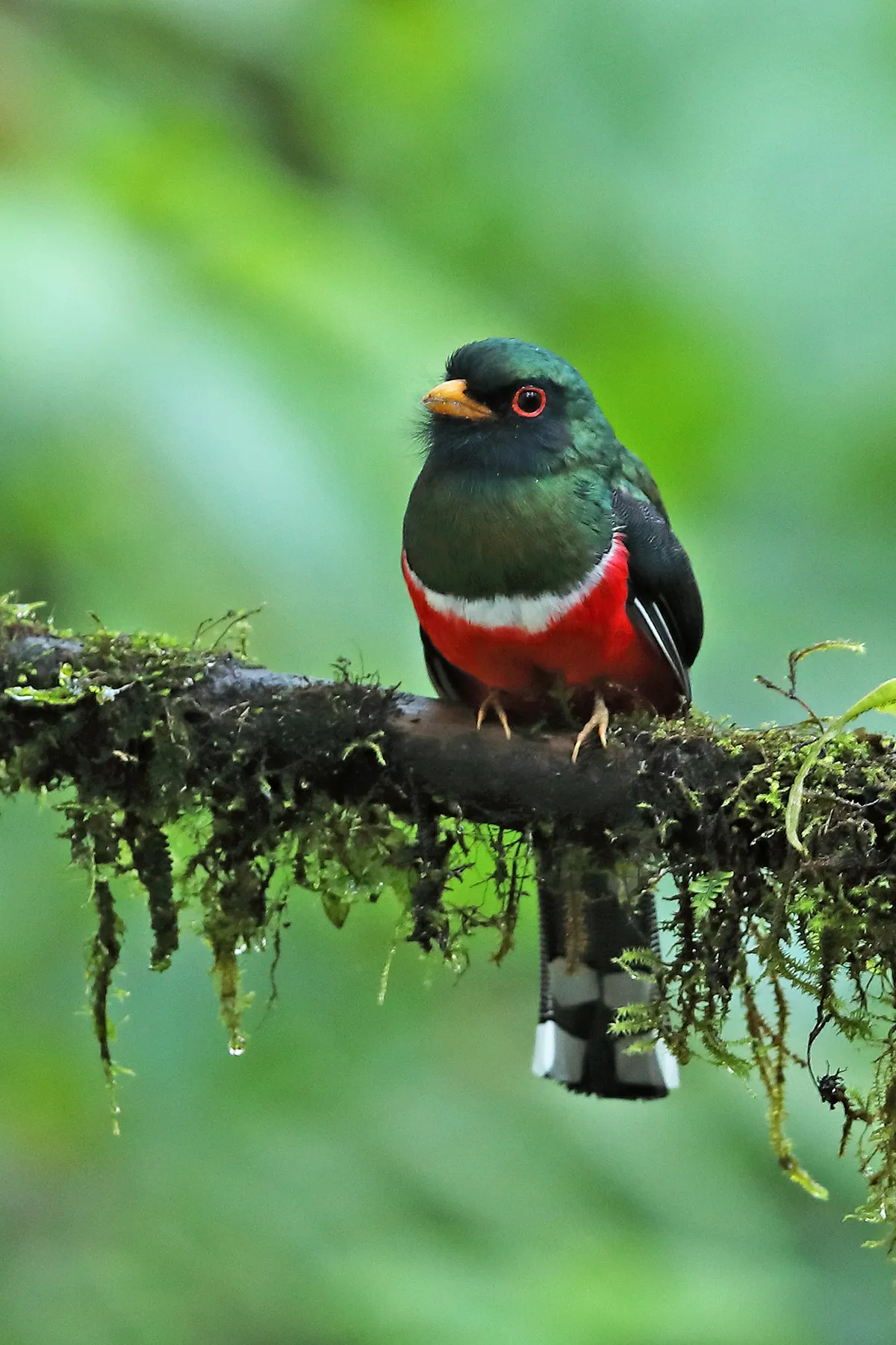 An adult male masked trogon (Trogon personatus assimilis) perched on mossy branch. © Neil Bowman/Getty.