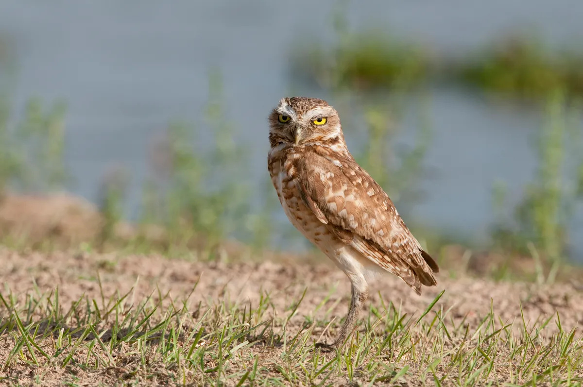 Burrowing owl standing tall on the ground. © NTCo/Getty.
