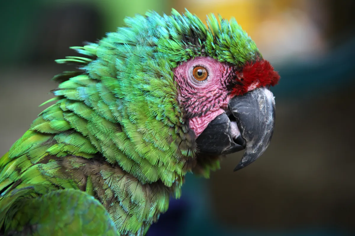 Scruffy green macaw with green blue feathers and pink eye patch in Santa Marta. © Lisa Strachan/Getty.